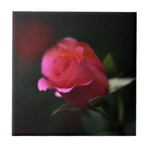 Schöne Rote Rose Fliese