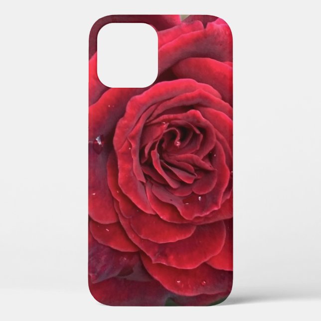 Schöne rote Rose iPhone 12 Gehäuse Case-Mate iPhone Hülle (Rückseite)