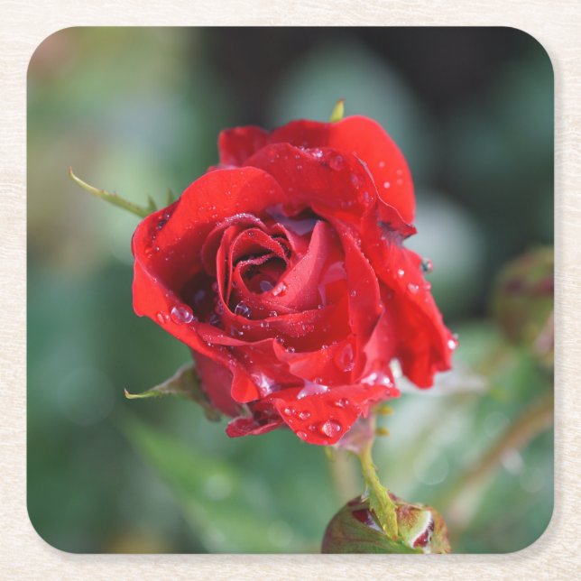 Schöne rote Rose mit Wassertropfen Rechteckiger Pappuntersetzer (Vorderseite)