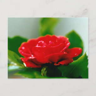 Schöne rote Rose Morgentau-Tropfen Feiertagspostkarte