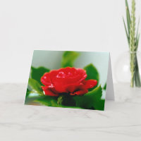 Schöne rote Rose Morgentau-Tropfen