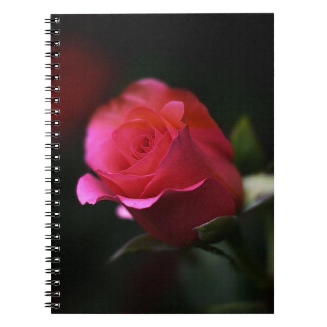 Schöne Rote Rose Notizblock (Vorderseite)