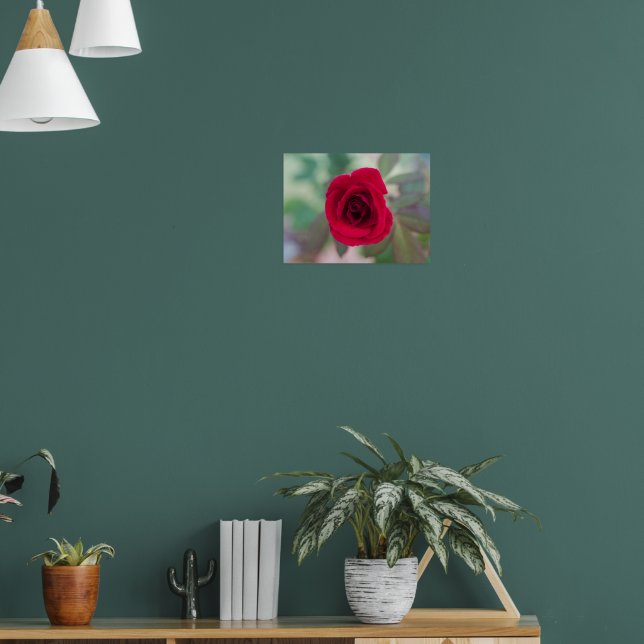 Schöne rote Rose Poster (Wohnzimmer 1)