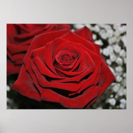 Schöne Rote Rose Poster