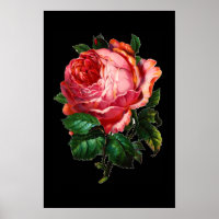 SCHÖNE ROTE ROSE