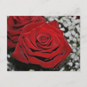 Schöne Rote Rose Postkarte