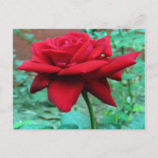 Schöne Rote Rose Postkarte