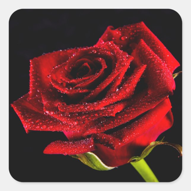 Schöne rote Rose Quadratischer Aufkleber (Vorderseite)