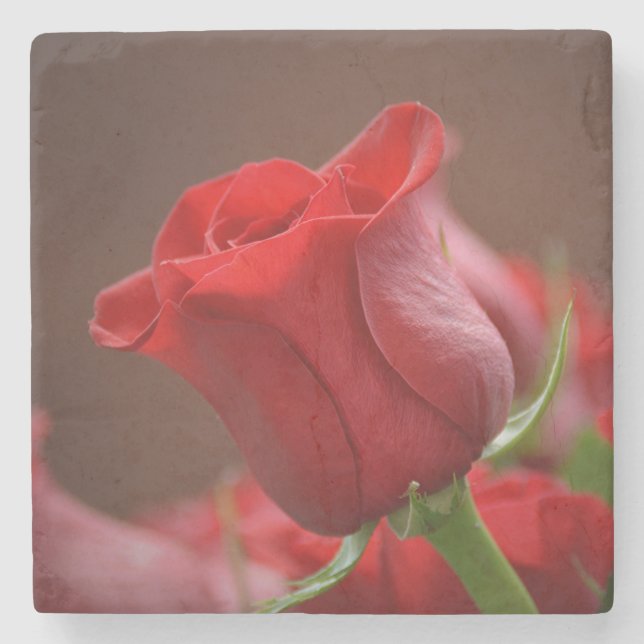 Schöne Rote Rose Steinuntersetzer (Vorderseite)