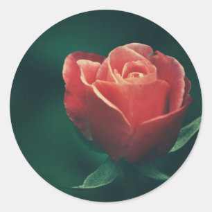 Schöne rote Rosenblumen-Hochzeits-Gunst-Aufkleber Runder Aufkleber