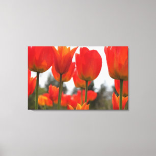 Schöne Rote Tulip-Blume. Leinwanddruck