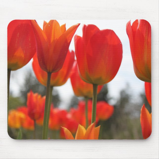 Schöne rote Tulpenblumen. Mousepad (Vorne)