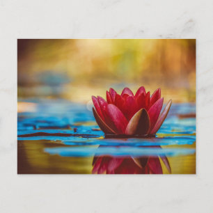Schöne Rote Wasserlilie Postkarte