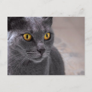 Schöne russisch-blaue Katze mit goldenen Augen Postkarte