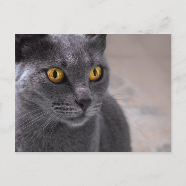 Schöne russisch-blaue Katze mit goldenen Augen Postkarte (Vorderseite)