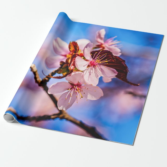 Schöne Sakura-Blüten Geschenkpapier (Ungerollt)