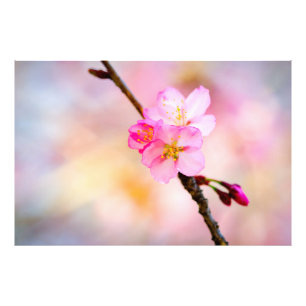 Schöne Sakura Kirschblüten Fotodruck