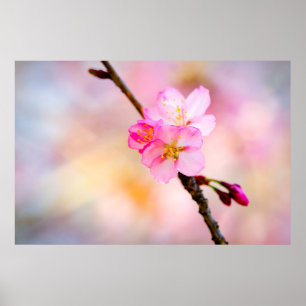 Schöne Sakura Kirschblüten Poster