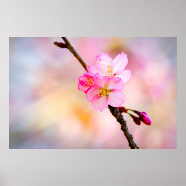 Schöne Sakura Kirschblüten Poster (Vorne)
