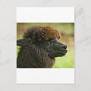 Schöne Savannah Die Suri Alpaca Postkarte