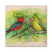 Schöne Scarlet Tanager Aquarellmalerei