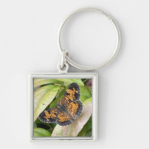 Schöne Schmetterling im Schlüsselanhänger der Natu