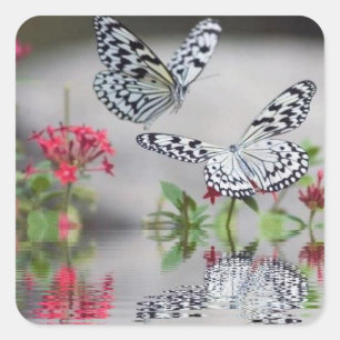 Schöne Schmetterlinge im Flight Sticker Set