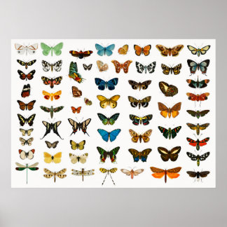Schöne Schmetterlinge Poster