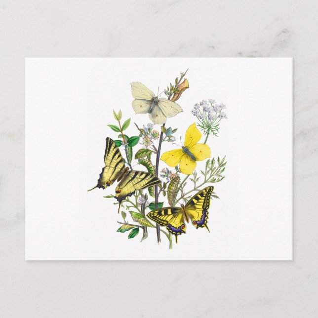 Schöne Schmetterlinge Postkarte (Vorderseite)