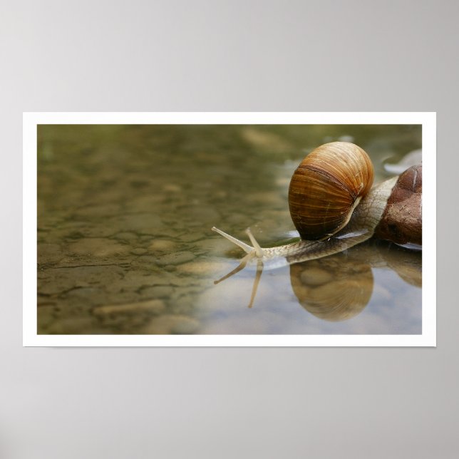 Schöne Schnecke im Wasser Poster (Vorne)
