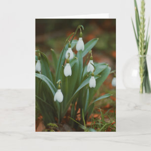 Schöne Schneeflockenblumenfotografie leere Karte