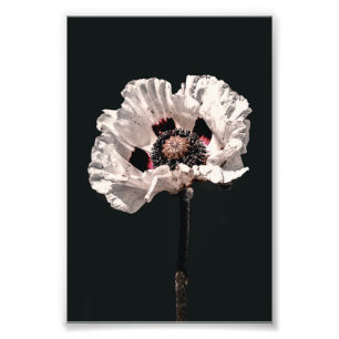 Schöne schneeweiße Wildblume Montana Fotodruck