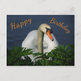 Schöne Schwan-Happy-Birthday-Postkarte Postkarte