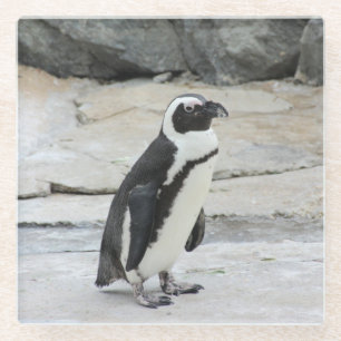 Schöne schwarz-weiße Pinguine auf den Felsen Glasuntersetzer