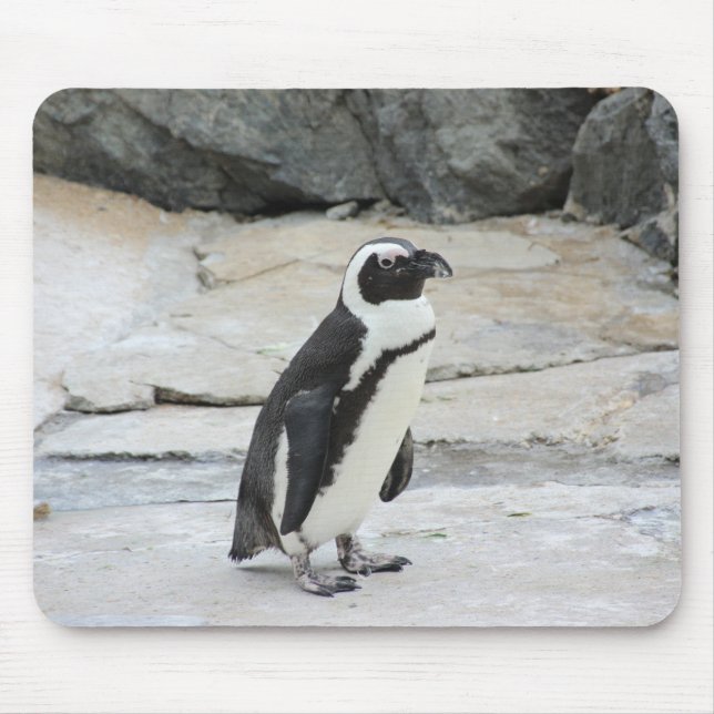 Schöne schwarz-weiße Pinguine auf den Felsen Mousepad (Vorne)