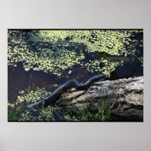 Schöne Schwarze Schlange Print