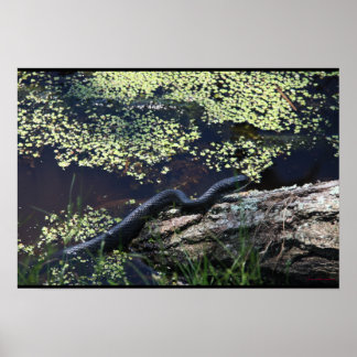 Schöne Schwarze Schlange Print Poster