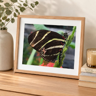 Schöne schwarze Schmetterling mit gelben Streifen Fotodruck
