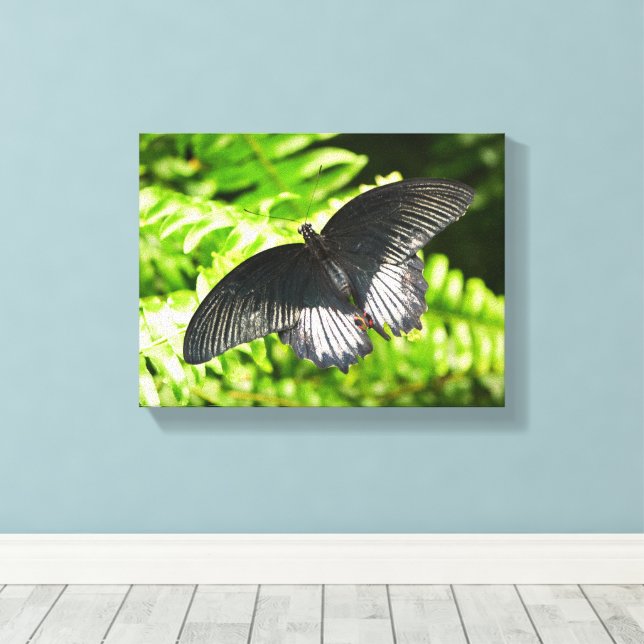 Schöne Schwarze Schmetterlingsinsekten Natur Leinwanddruck (Insitu (Holzboden))