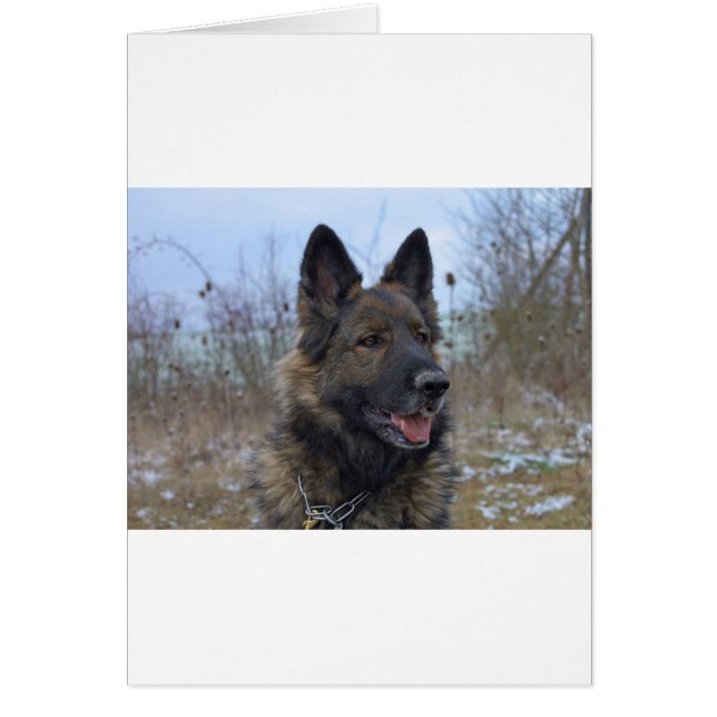 schöne schwarze und bräunliche deutsche Schäferwel (Vorne)