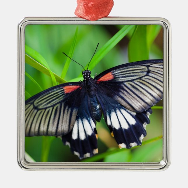 Schöne schwarze, weiße und rote Schmetterlinge Ornament Aus Metall (Vorne)