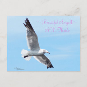 Schöne Seagull Florida Postcard Postkarte