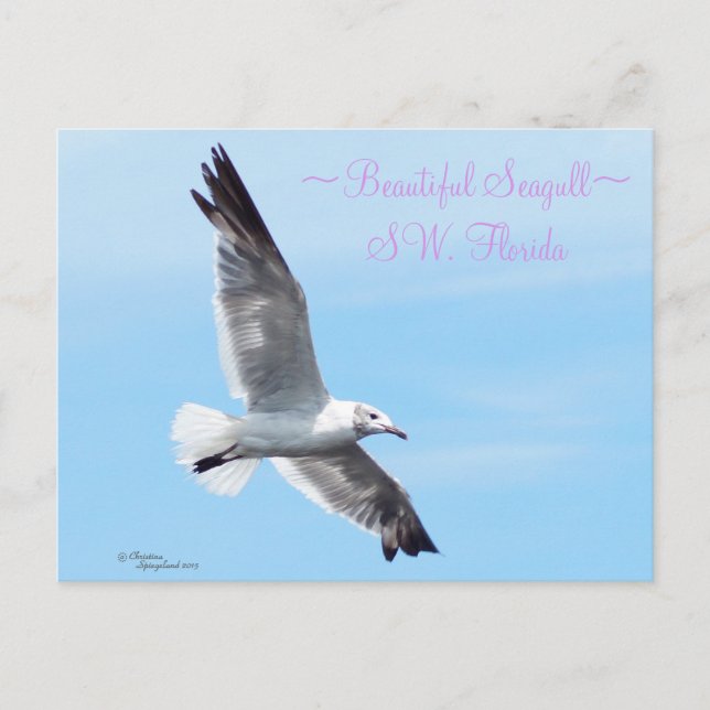 Schöne Seagull Florida Postcard Postkarte (Vorderseite)