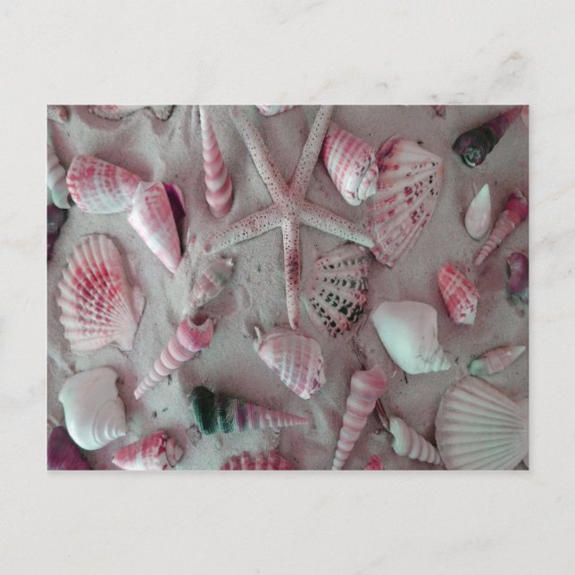 Schöne Seashells Postkarte (Vorderseite)