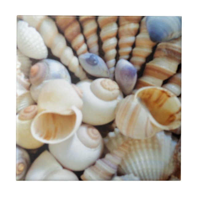 Schöne Seashells, Sommer, Strand, Muscheln Fliese (Vorderseite)