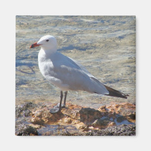 Schöne Seemöwe in dem Meer - Magnet
