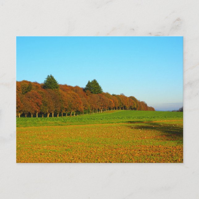Schöne seltsame goldene Bäume Postkarte (Vorderseite)