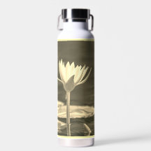 Schöne Sepia-Seerose 