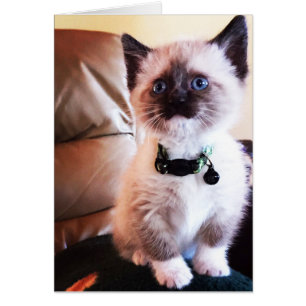 Schöne siamesische Kätzchen Fotografie Leere im In