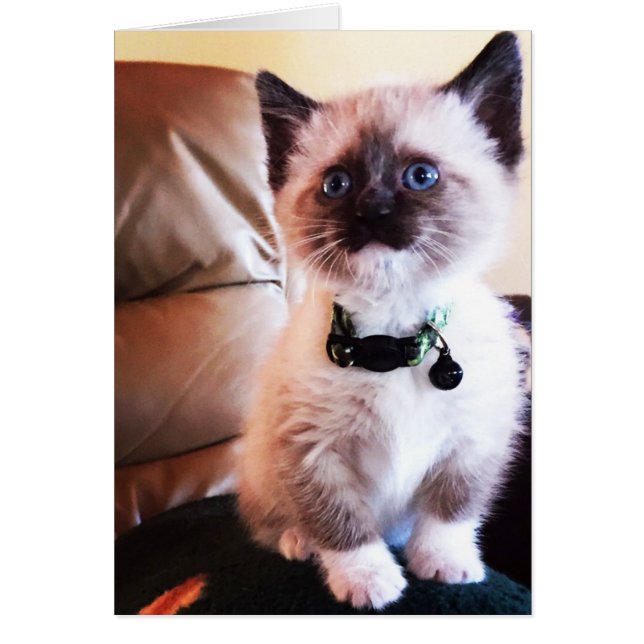 Schöne siamesische Kätzchen Fotografie Leere im In (Vorne)